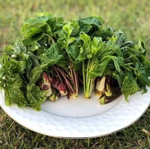 엄나무순효능과 부작용 봄철 먹는법 정리 1