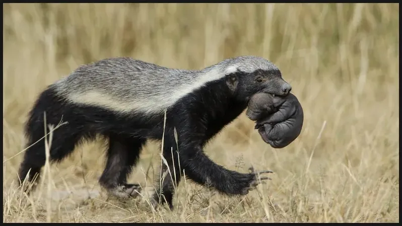 벌꿀오소리 왜 무서운 동물로 불릴까? 특징 정리 4 아프리카 야생동물 환경