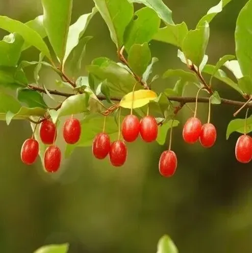 음식 알레르기 반응을 떠올리기 쉬운 장면