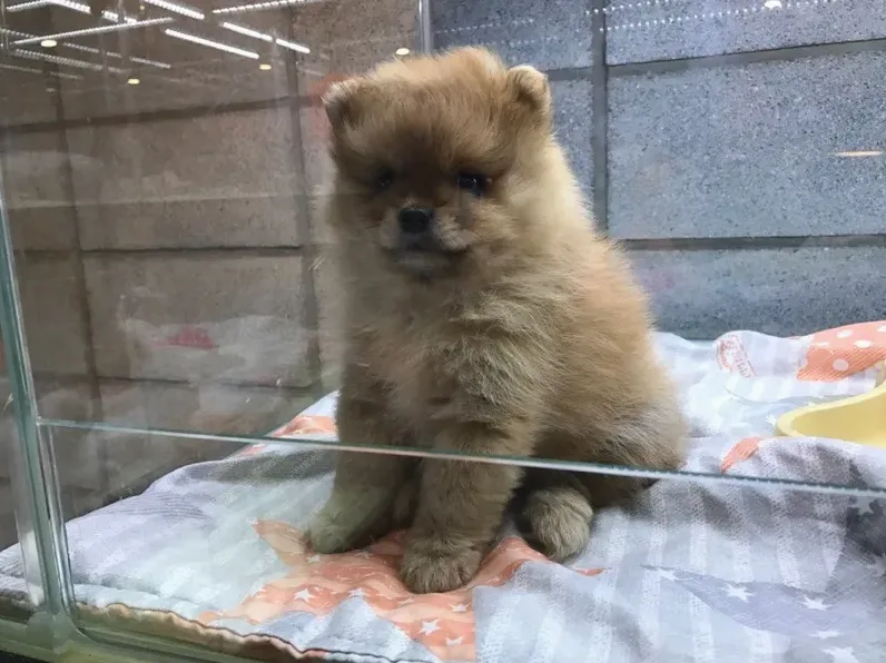 메리펫 논란 정리와 반려견 유치원 선택 기준 5 집에서 예민해 보이는 작은 강아지