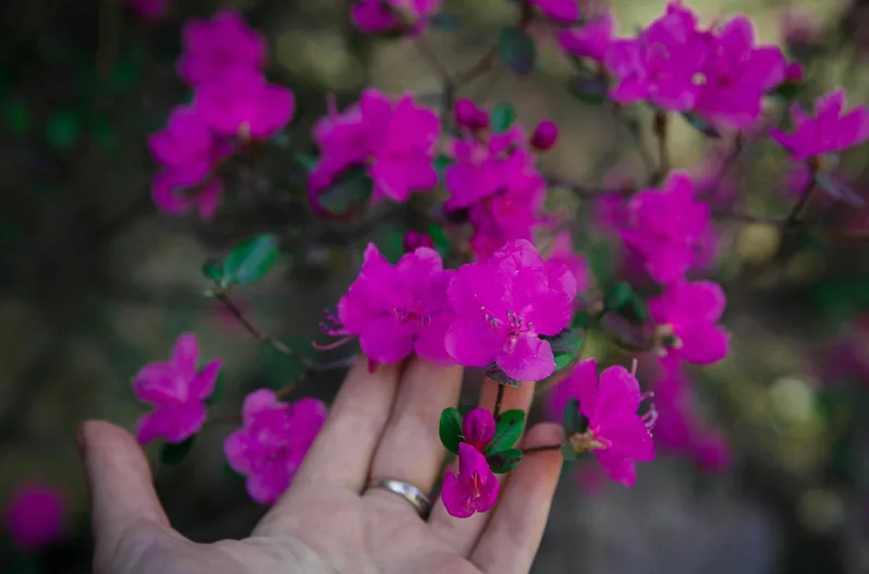 진달래가 언덕을 따라 번지는 모습