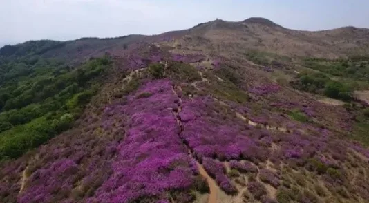 철쭉 개화시기 지금 가볼 만한 봄꽃 명소 정리