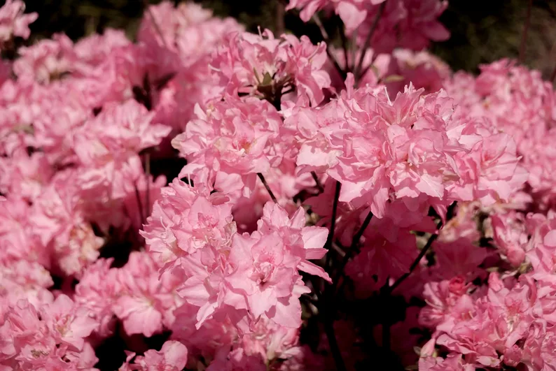 진달래 사진 찍기 좋은 포인트