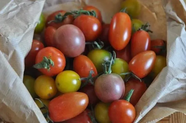 베란다에서 햇빛 받는 방울토마토