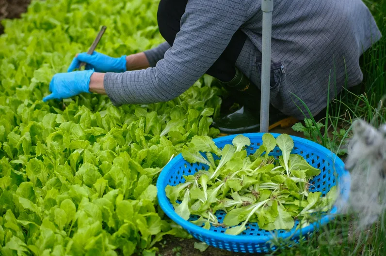 끓는 물에 머위를 데치는 모습