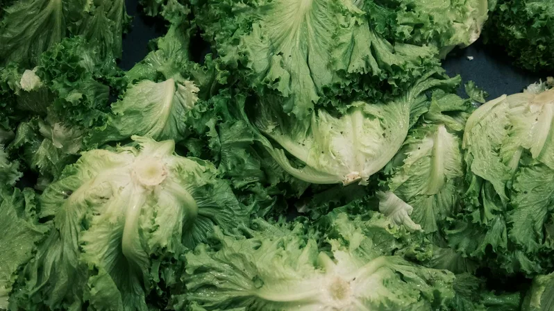 방풍나물 무침 된장으로 맛내는 봄나물 레시피 3 끓는 물에 방풍나물을 데치는 장면