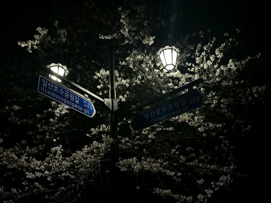 안양천 벚꽃 일몰 사진 포인트와 혼잡 피하는 시간 4 꽃 터널이 된 산책로