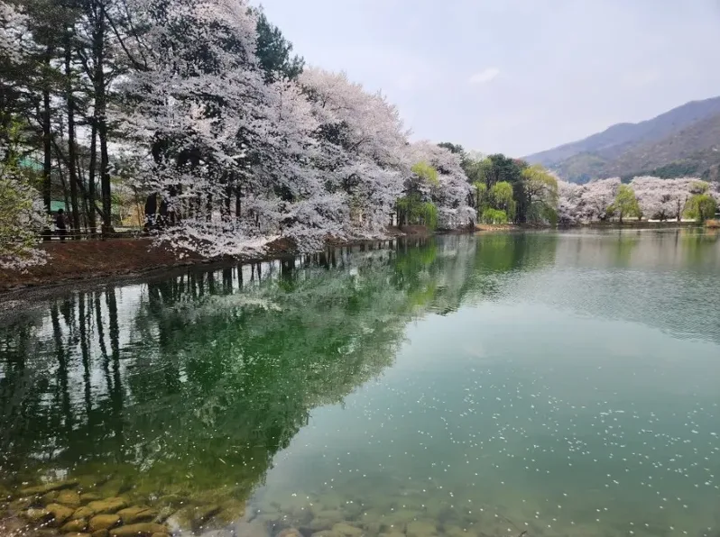 벚꽃 명소 도로와 주차 분위기