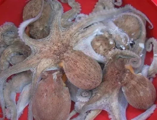 문어를 삶는 냄비 장면
