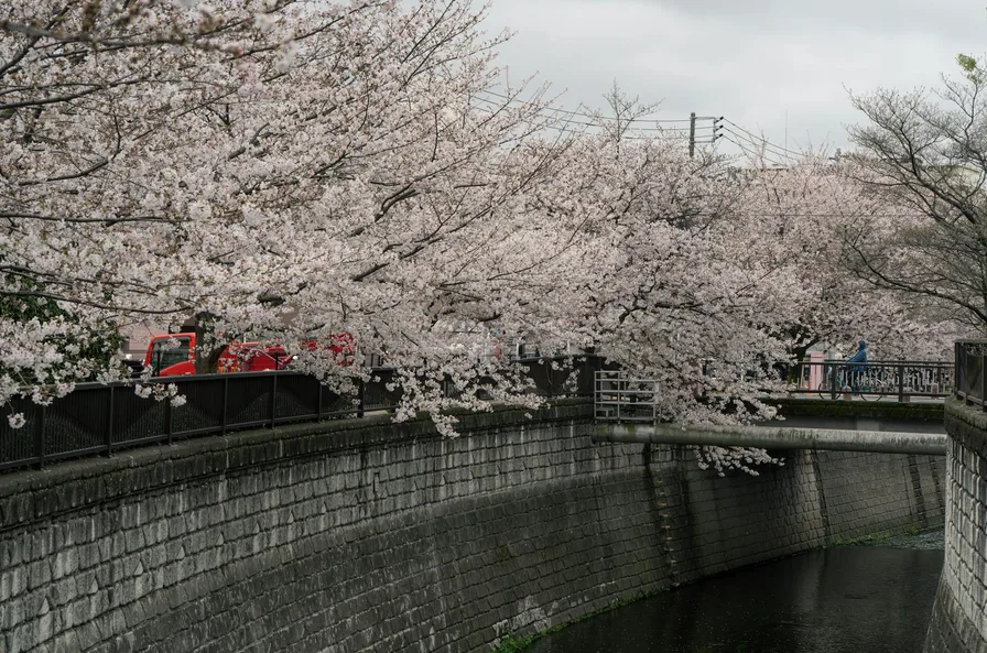 안양천 벚꽃 일몰 사진 포인트와 혼잡 피하는 시간 12 다리 위와 벚꽃이 어우러진 장면