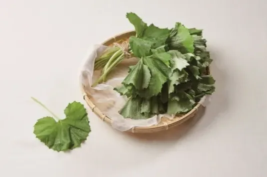 산나물과 허브 클로즈업