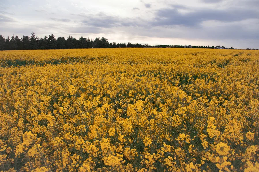 활짝 핀 유채꽃 가까이서 본 모습