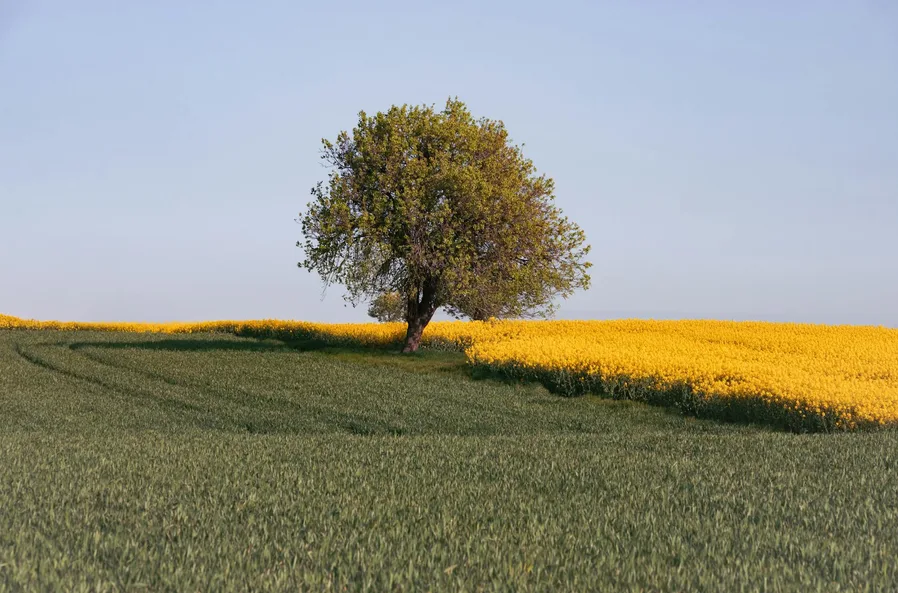 유채꽃밭 산책로를 걷는 사람들