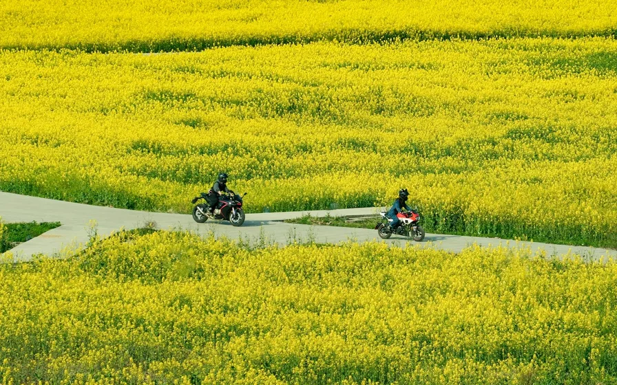 강변 제방을 따라 이어진 유채꽃길
