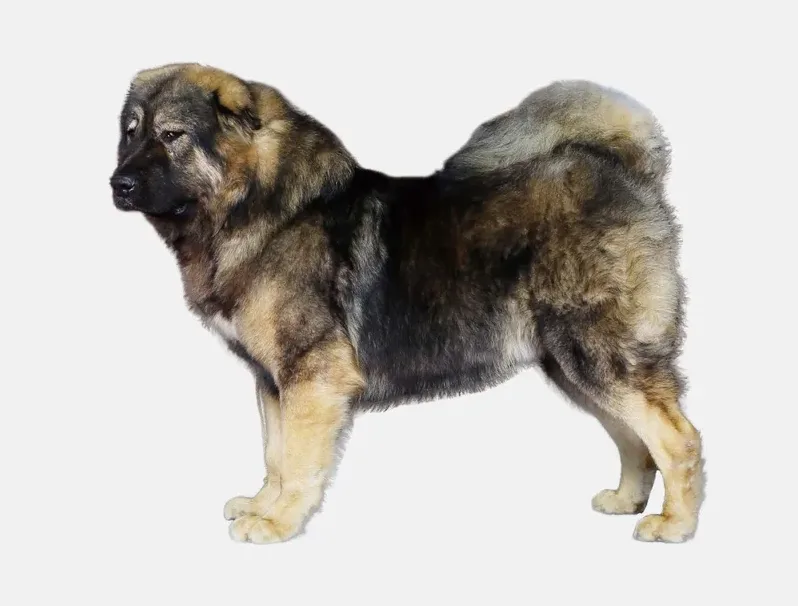 코카시안 오브차카 크기 성격 수명 키우기 난이도 정리