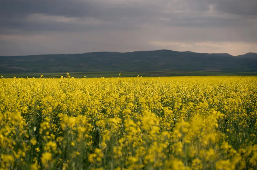 남지 유채꽃 축제 개화상황 주차 꿀팁과 현장 후기