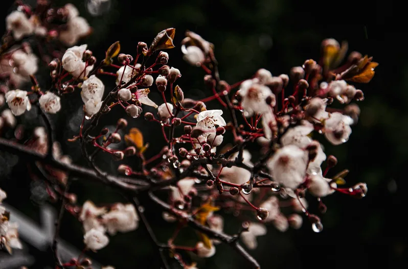 벚꽃 봉오리 근접 사진