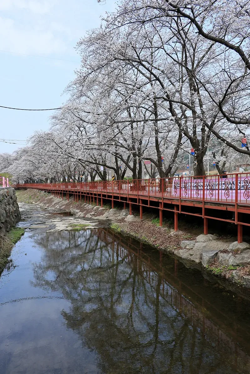 벚꽃 가까이서 본 길 풍경