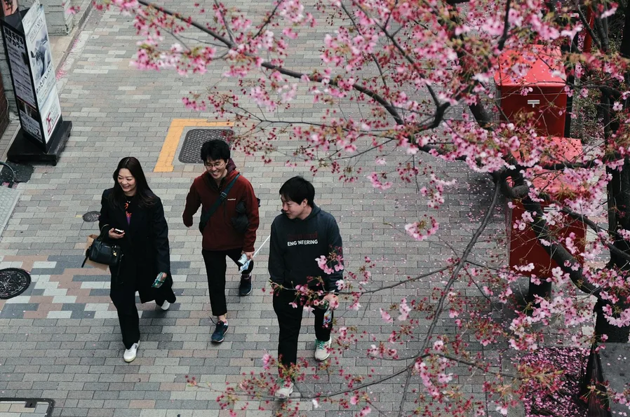 화담숲 4월 벚꽃 밀집시간과 대기줄 피하는 예약법