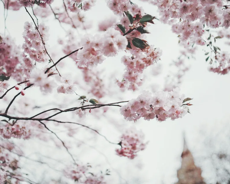 벚꽃 입구 산책 인파