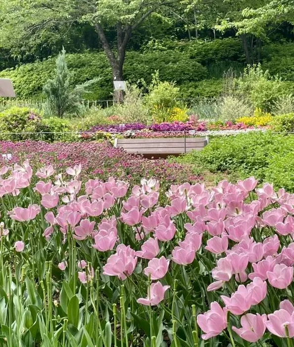 서울 벚꽃 정원 전경