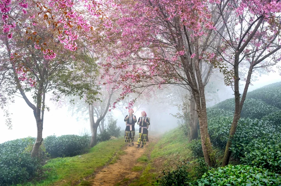 돌담길과 벚꽃이 어우러진 전경