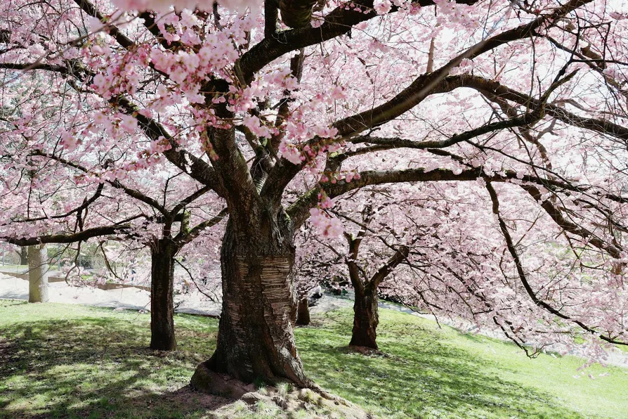 마비노기 모바일 11