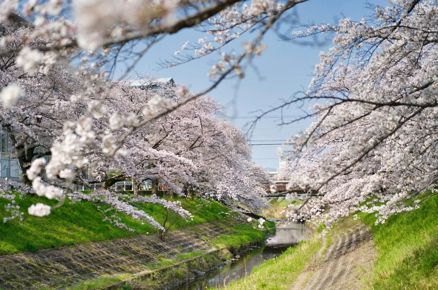 남산 벚꽃 하늘숲길 코스와 주차 팁 2 벚꽃 길 산책로