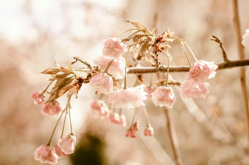 경주 겹벚꽃 불국사와 선덕여왕길 개화 시기 정리 6 겹벚꽃 사진 잘 나오는 순간