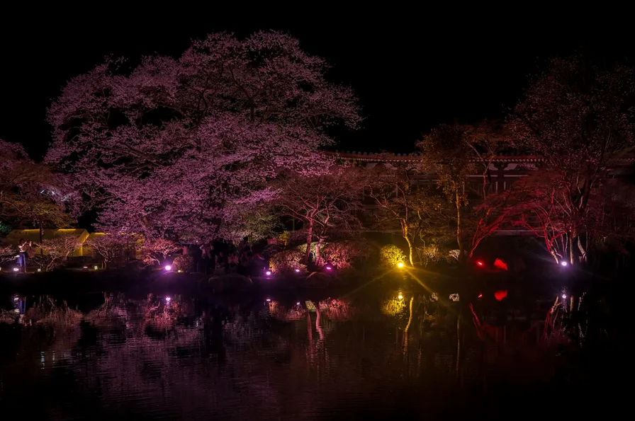 연못에 비친 벚꽃 반영