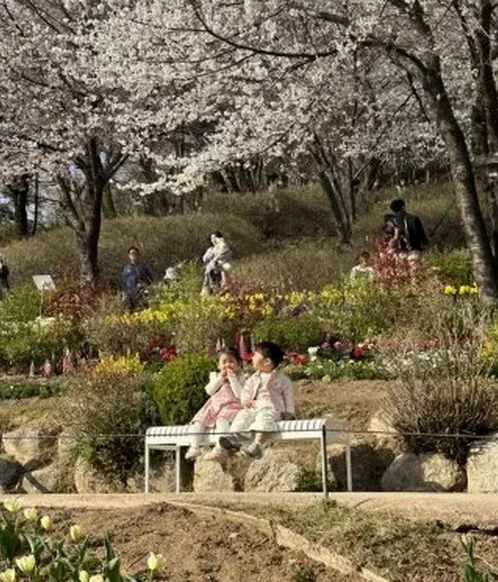 벚꽃과 튤립이 함께 있는 산책길