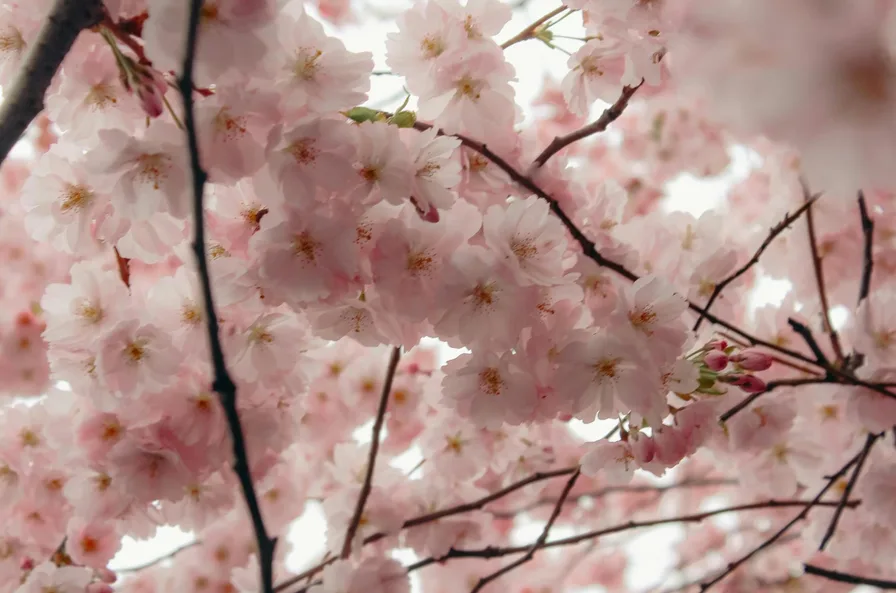핑크빛 겹벚꽃 터널