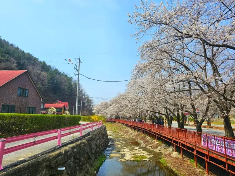 벚꽃 여행 준비 체크