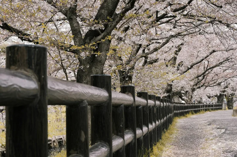 벚꽃길 인물 사진 예시