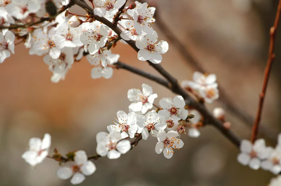 벚꽃 클로즈업 샷 예시