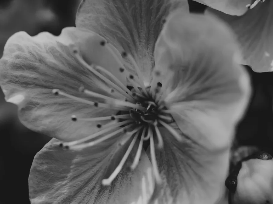 겹벚꽃 꽃잎 클로즈업