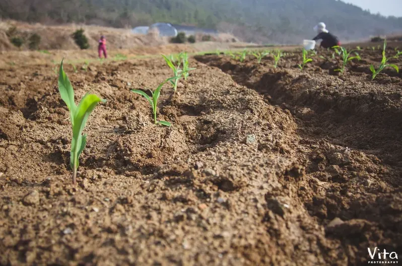 옥수수 파종시기 지역별 차이와 늦으면 안 되는 이유 1 옥수수 씨앗을 파종하는 밭 풍경