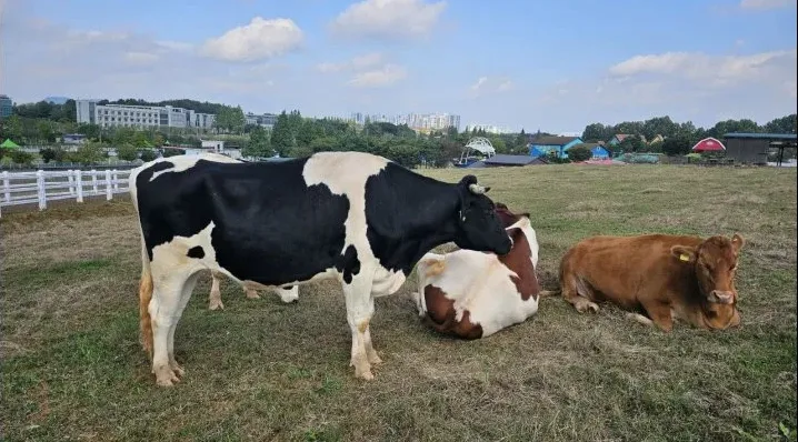 시골 가족 나들이 풍경