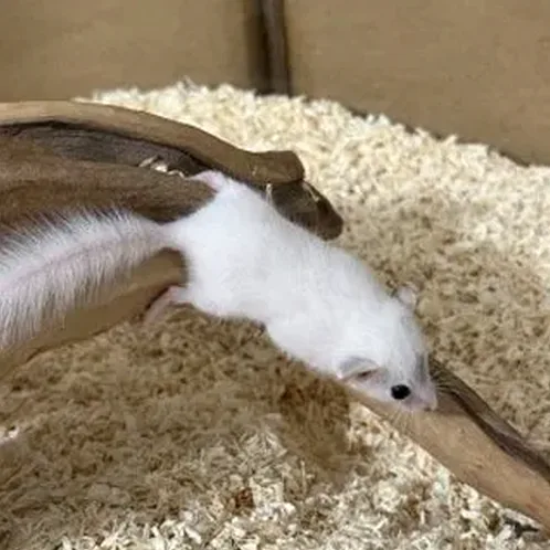 아늑한 소동물 생활 공간