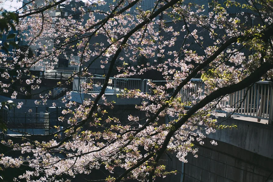 벚꽃 보는 사람들 풍경