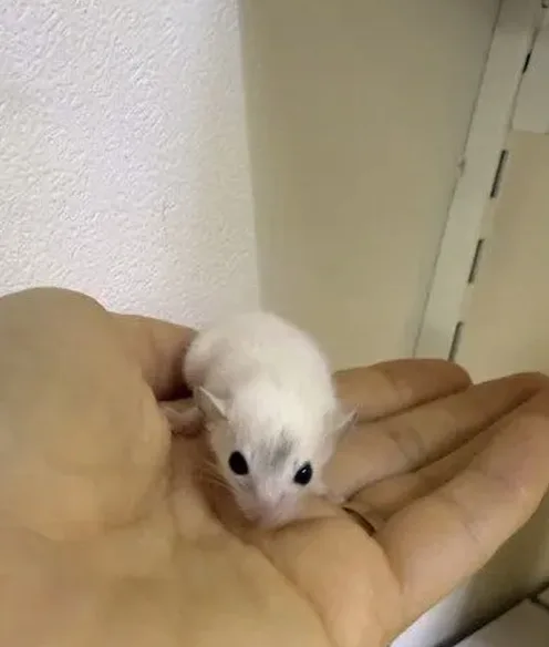 일상 소동물 관리 루틴