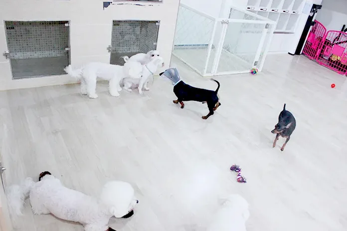 메리펫애견유치원 이용 전 확인할 체크포인트 정리 13 메리펫애견유치원 이용 전 확인할 체크포인트 정리