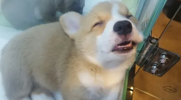 메리펫 논란 정리와 반려견 유치원 선택 기준 1 반려견 유치원 갈등 상황을 떠올리게 하는 장면