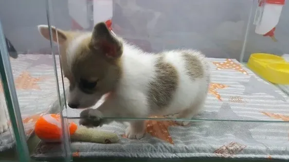 메리펫 논란 정리와 반려견 유치원 선택 기준 6 애견유치원 상담 메모 장면