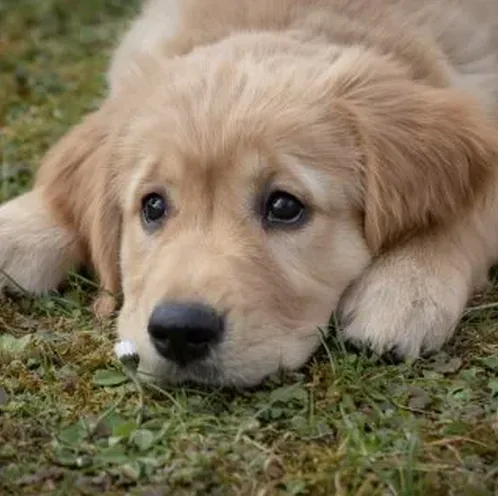 강아지 딸기 먹어도 될까 급여량과 주의사항 정리