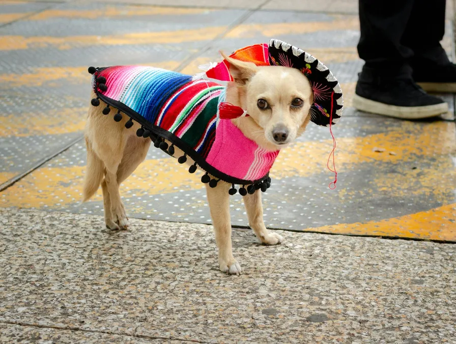 반려동물과 함께 걷는 축제 산책