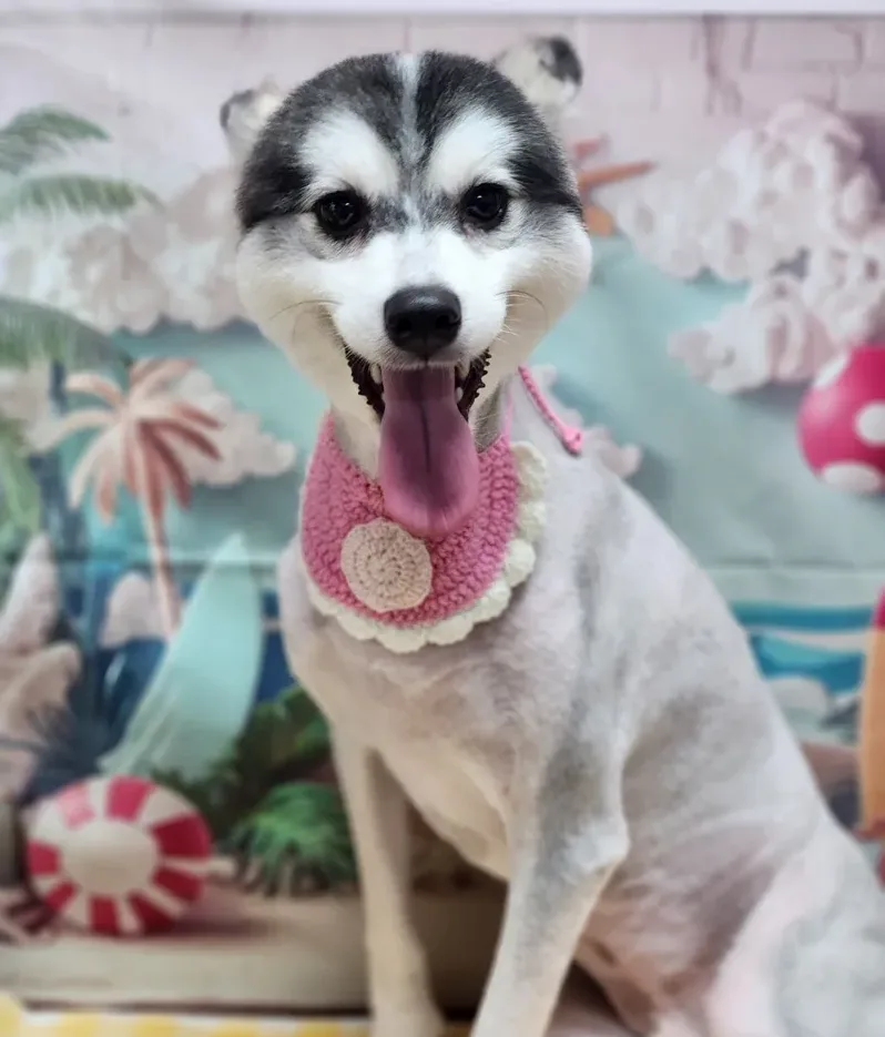 반려견을 위한 실내 환경 세팅