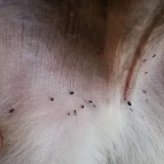 강아지 진드기 산책 후 확인과 제거 방법 정리