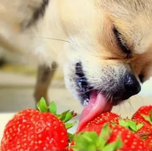 반려견 간식 소분 기준