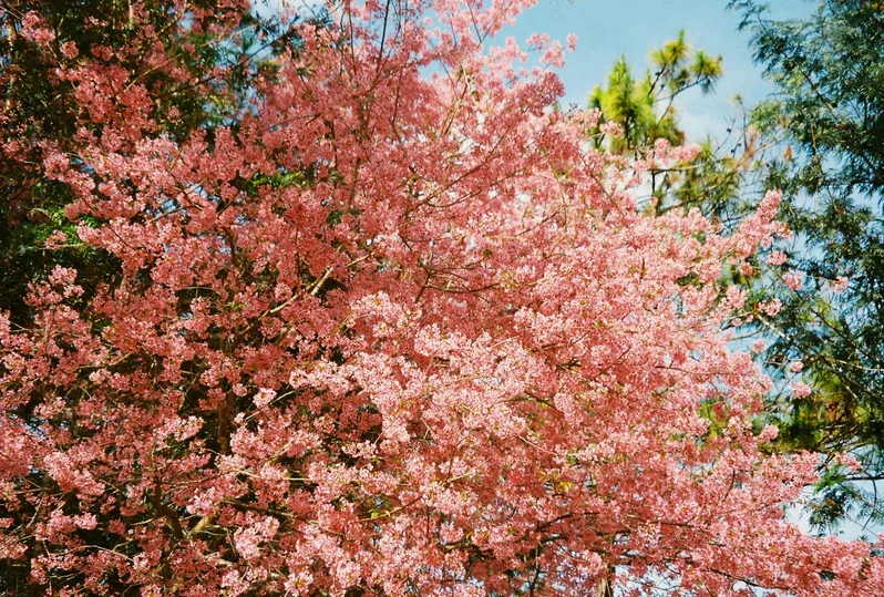 드림파크 벚꽃축제 실시간 개화와 주차 꿀팁 정리 13 드림파크 벚꽃축제 실시간 개화와 주차 꿀팁 정리
